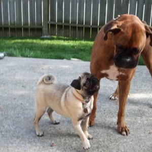 Kane(Boxer) and his little sister Dakari(Pug)