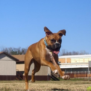 Airborne