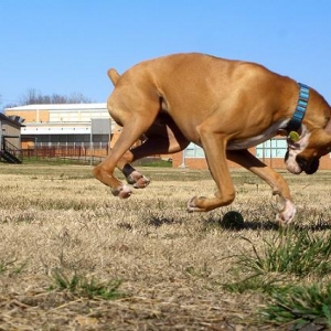 Attack of the Tennis Ball!