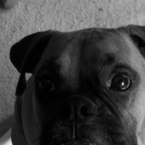 Bruno in B&W