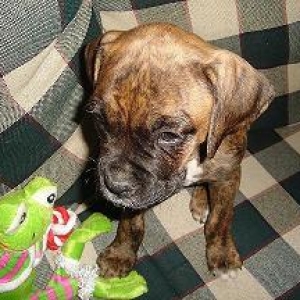 MY NEW MEMBER OF THE FAMILY  ROCKY "SLY" PEREZ