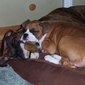 Yes, Max is sleeping with a hid a squirrel in his mouth