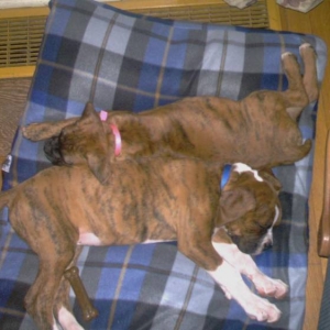 Sleepy pups