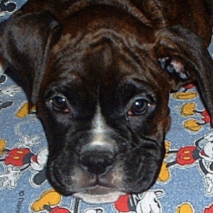 Sweet Jorja - 10 wks.