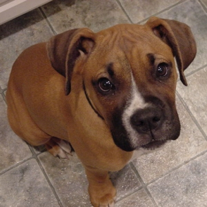 Oscar's Puppy Pic