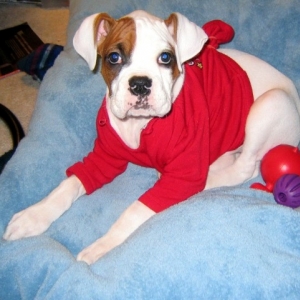 Moto at 10 weeks