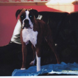hi im beau