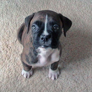 Cutie Pie!