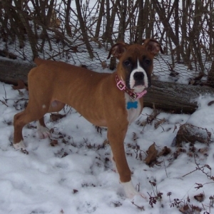 Playing in the Snow