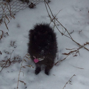 Bella the Wifes Dog