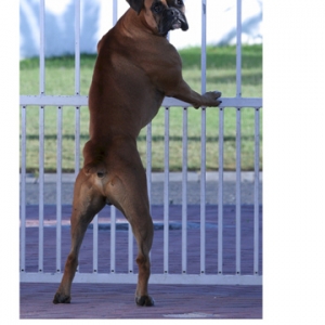 Odie at the gate