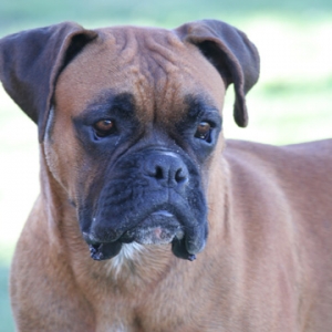 Odie all grown up