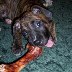 Big Ham Bone