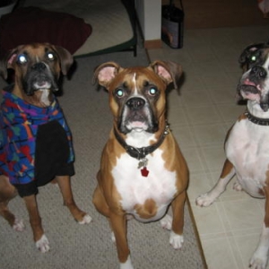 Bud, Indy and foster girl Sadie
