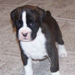Our new boy