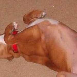Sassie in rabbit bliss