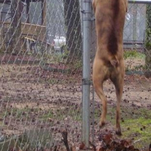 Deer jumping?
