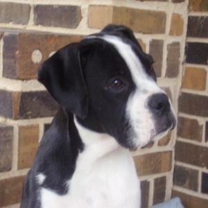 What is Lucy barking about now?