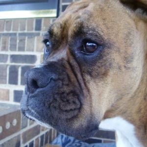 Lucy watching kittens play.