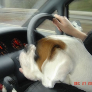 Cassie Driving
