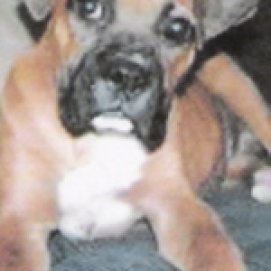 Chief1
