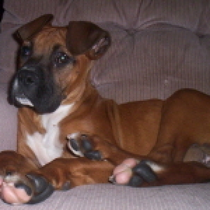 Chief2