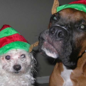 Chopper and Trixie Christmas Elves