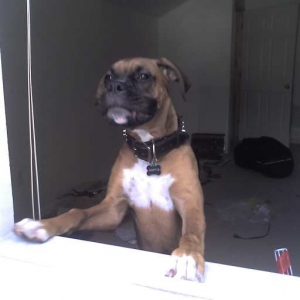 Proud boxer