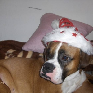 santa BOXER