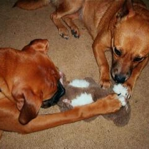 stuffed rabbit does not have a chance with these 2