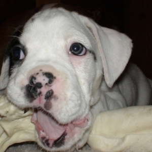 First Night with Rosco