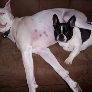 Buddies