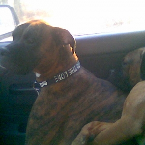 They couldn't decide who would get the front seat.