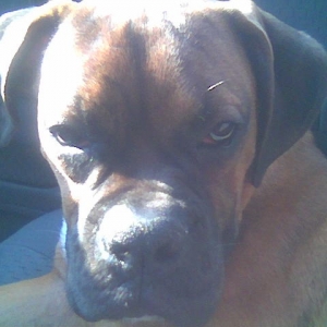 Rex in the car some more