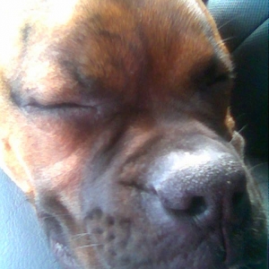 Sleepy Boy Rex