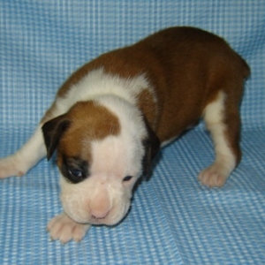 3 Weeks