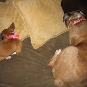 I like big butts.....