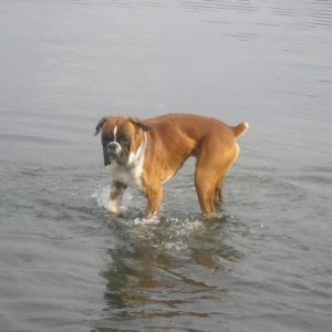 Axel in the water