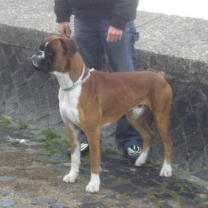 this is Axel