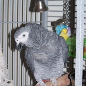 Joey- our African Grey Parrot