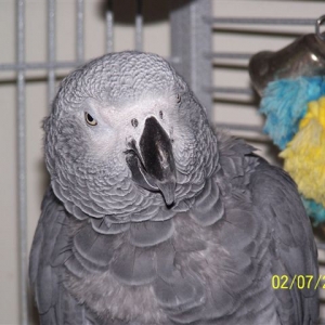 Joey - Feb 07