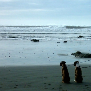 First time at the beach