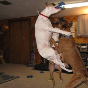 Jumping