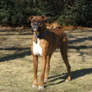 Samson