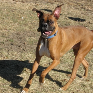 Samson