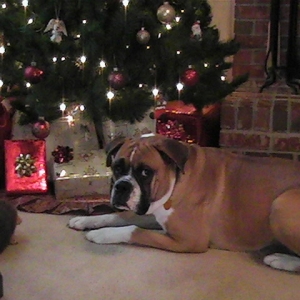 Sneaking under the tree