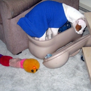 Moto in his toy box