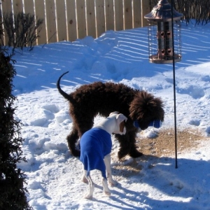 Tara and Moto outside in the snow.