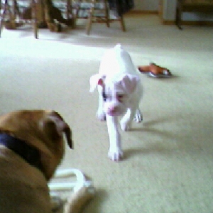 Champ and Tyson