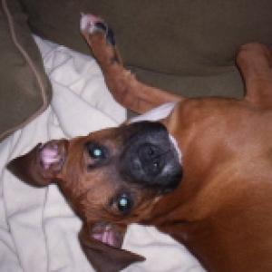 Goofy_pup